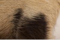 photo texture of fur 0023